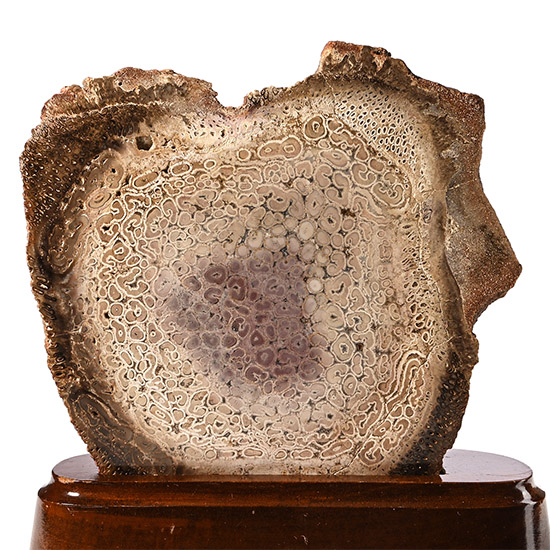 Cut and Polished Psaronius Brasiliensis Fossil Fern Slice on Stand