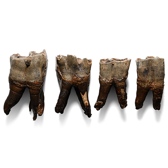 Set of Woolly Rhinoceros Teeth