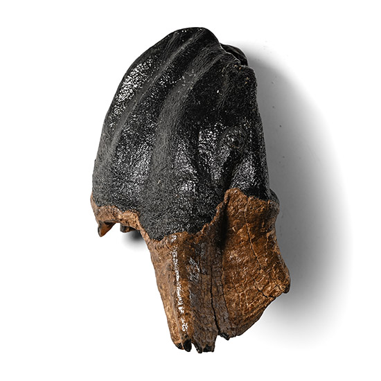 Woolly Rhinoceros Large Upper Jaw Tooth