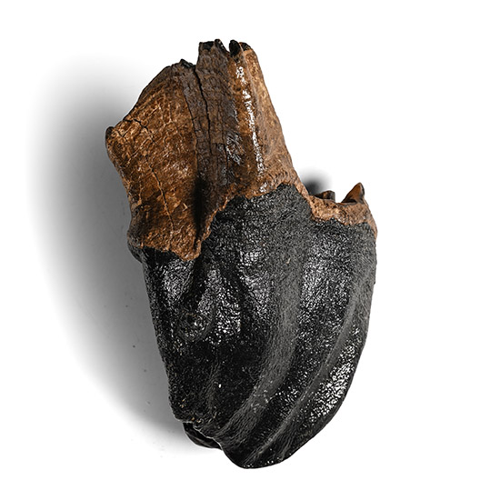 Woolly Rhinoceros Large Upper Jaw Tooth