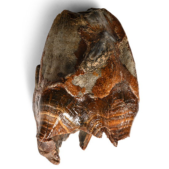 Woolly Rhinoceros Large Upper Jaw Tooth
