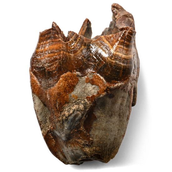 Woolly Rhinoceros Large Upper Jaw Tooth