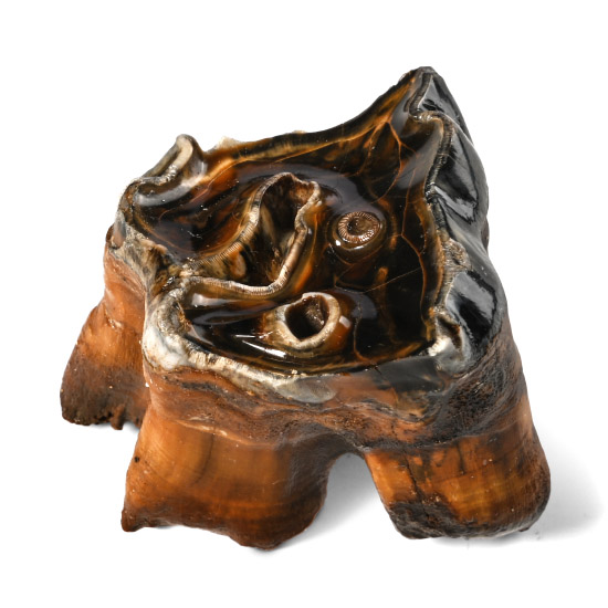 Woolly Rhinoceros Juvenile Milk Tooth