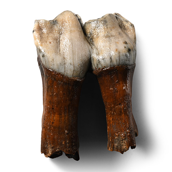 Woolly Rhinoceros Juvenile Milk Tooth
