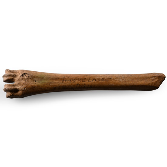 Tudor Bone Apple Corer