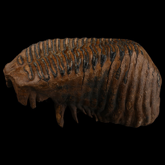 Large Woolly Mammoth Tooth
