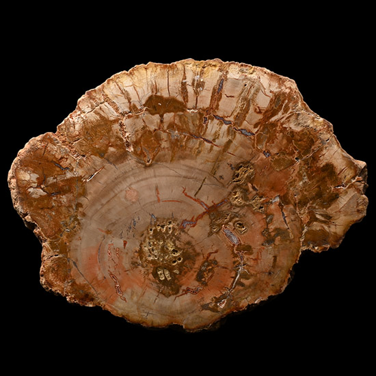 Polished Fossil Tree Slice