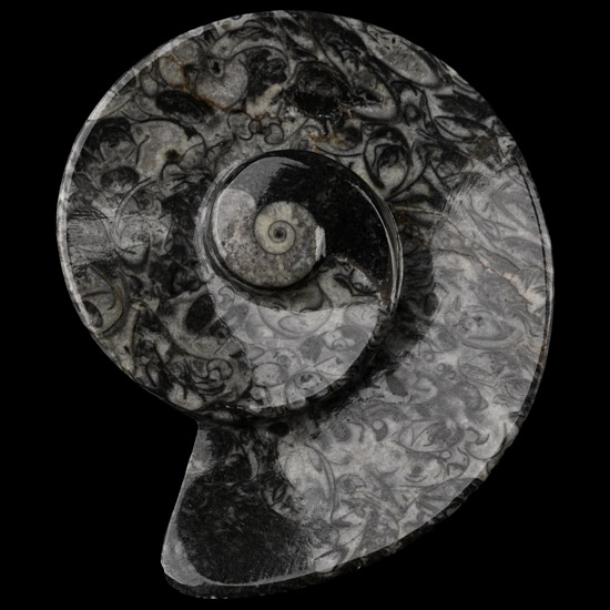 Polished Designer Fossil Goniatite Dish