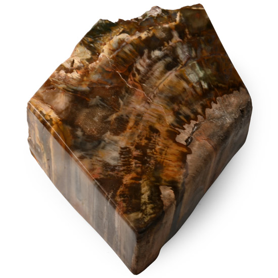 Polished Fossil Tree Section