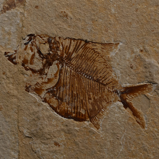 Diplomystus Fossil Fish