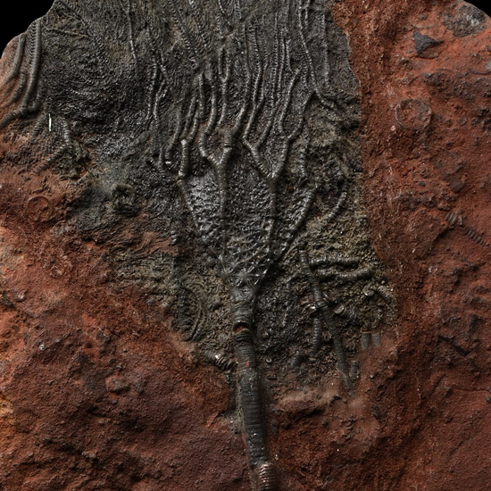Fossil Crinoid Plate