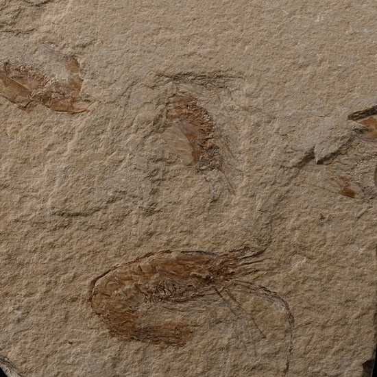 Fossil Shrimp Cluster