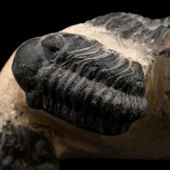 Fossil Phacops Trilobite on Matrix