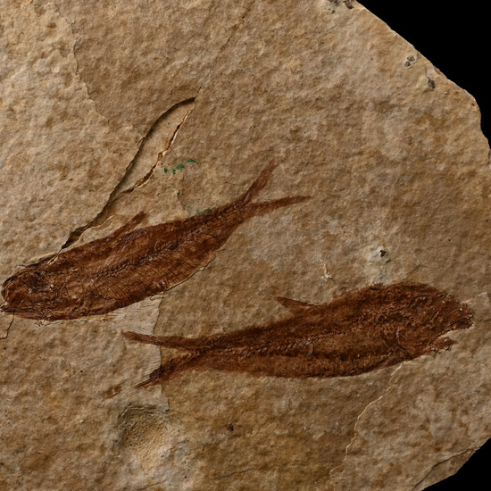 Knightia Double Fossil Fish Plate