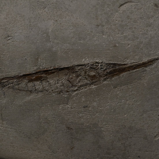 Fossil Italian Razor Fish on Matrix