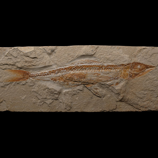 Fossil Prionolepis Fish