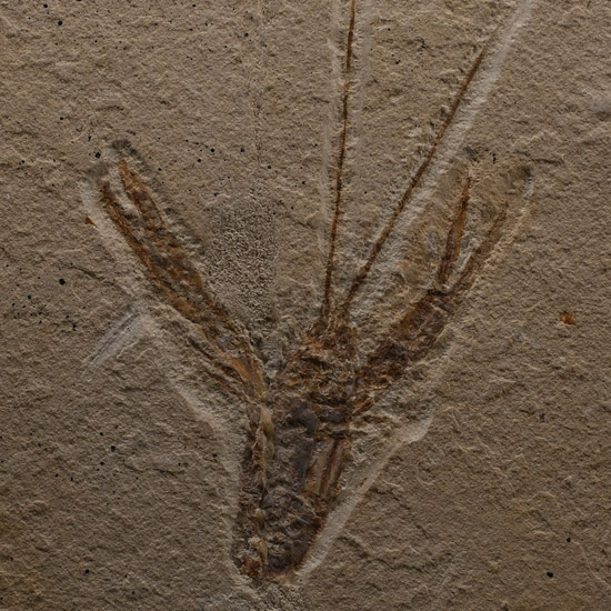 Fossil Lobster on Matrix