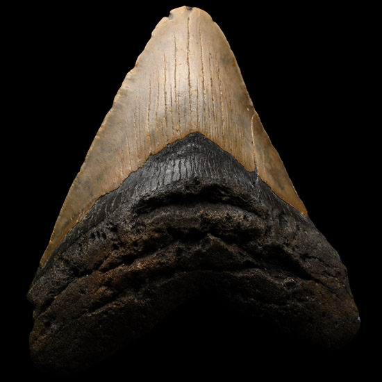 Very Large Megalodon Extinct Giant Sharks Fossil Tooth