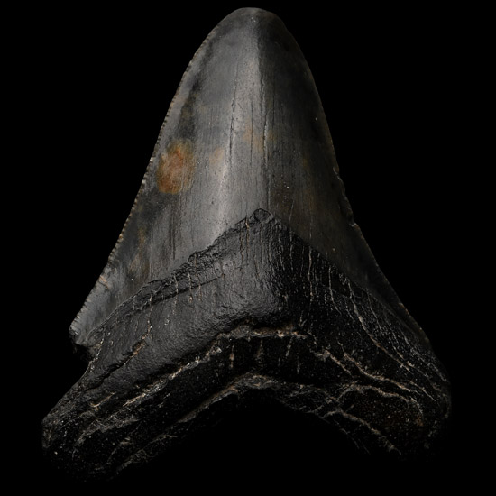 Megalodon Extinct Giant Sharks Fossil Tooth