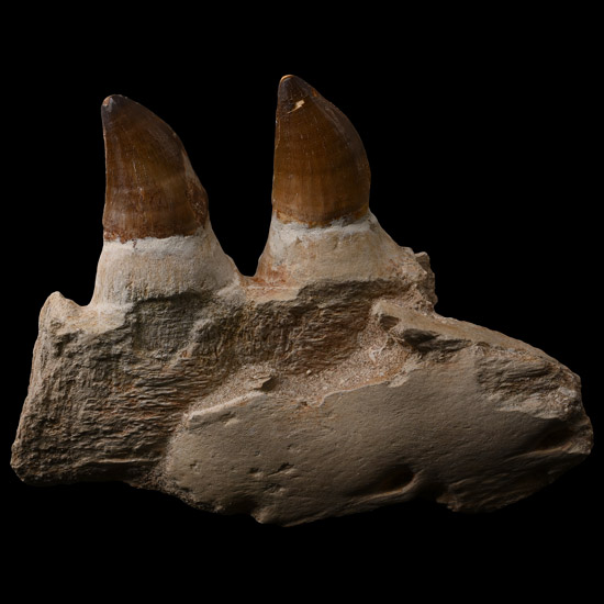 Large Fossil Mosasaur Marine Dinosaur Jaw Fragment