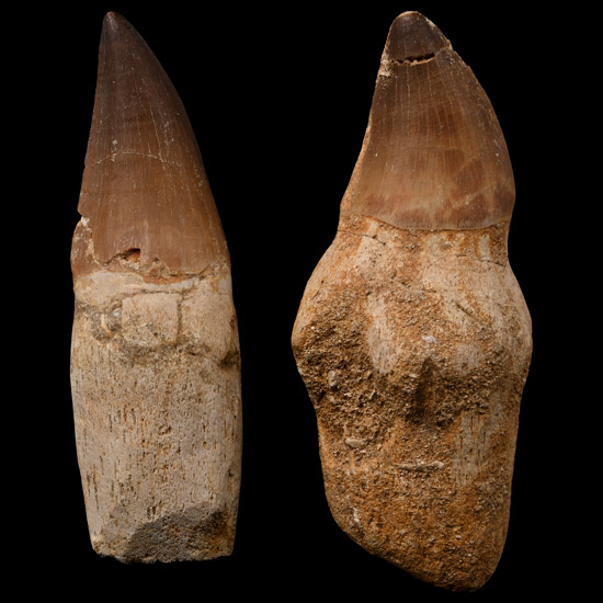 Fossil Mosasaur Marine Dinosaur Tooth Pair