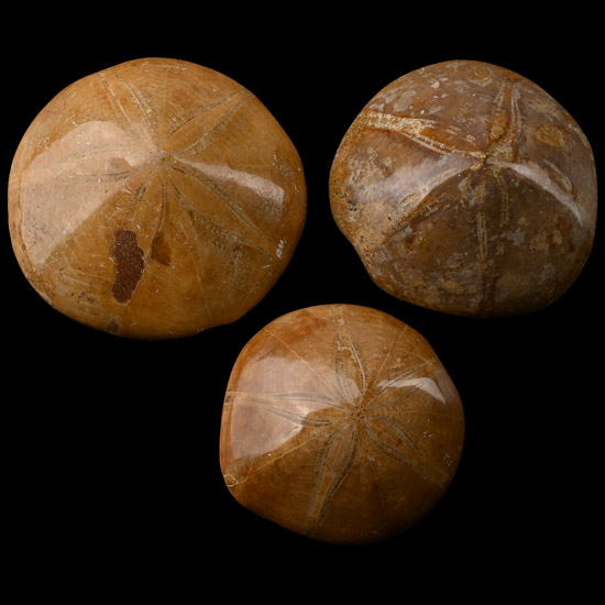 Polished Fossil Sand Dollar Group