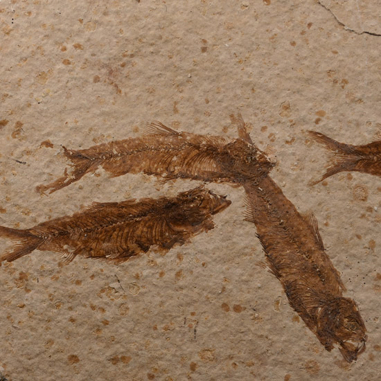 Knightia Multiple Fossil Fish Plate