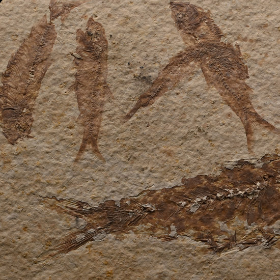 Knightia Multiple Fossil Fish Plate