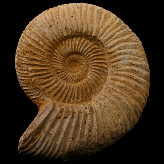 Fossil Perisphinctid Ammonite