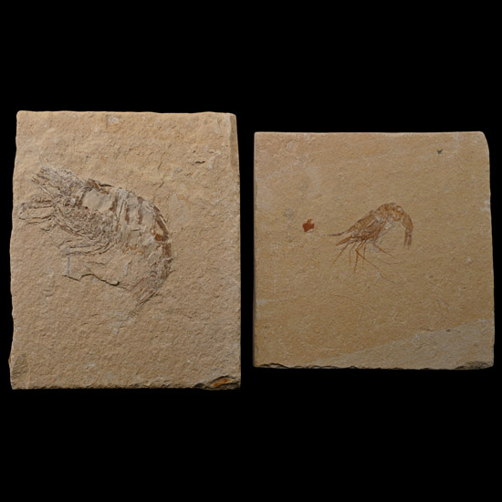 Fossil Shrimp Group