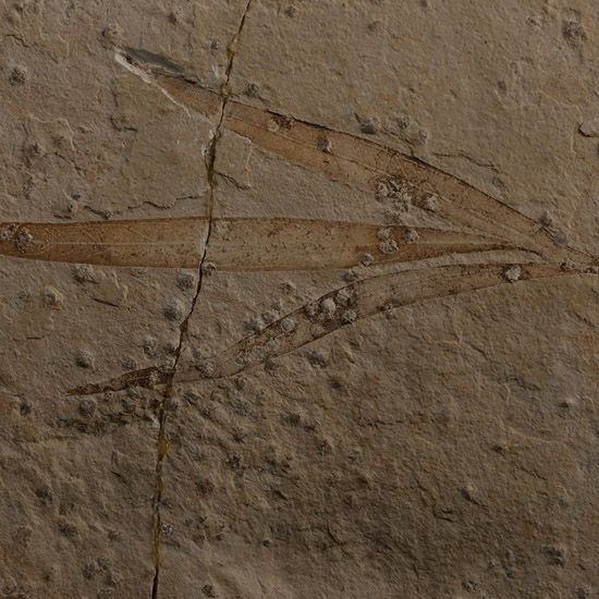 Fossil Sapindopsis Plant Leaf