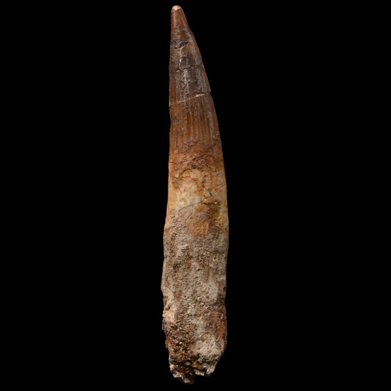 Very Large Spinosaurus Dinosaur Fossil Tooth