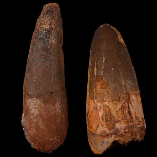 Spinosaurus Dinosaur Fossil Tooth Group