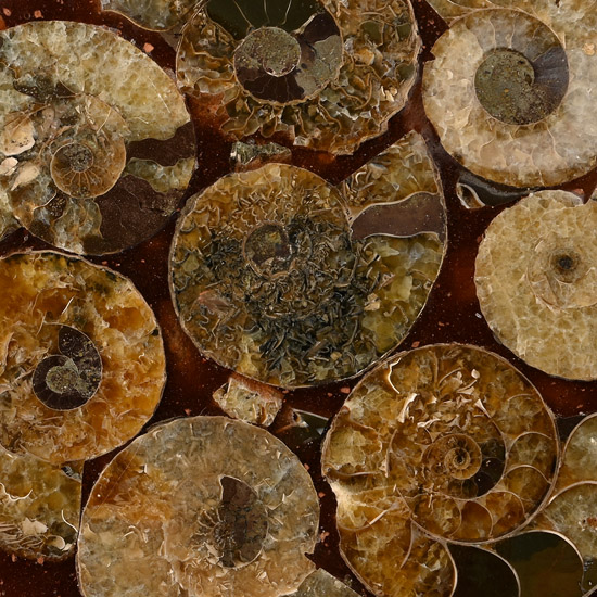 Polished Fossil Ammonite Plate