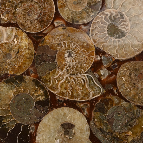 Polished Fossil Ammonite Plate