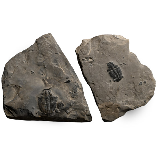 Two Fossil Elrathia Kingii Trilobites on Matrix
