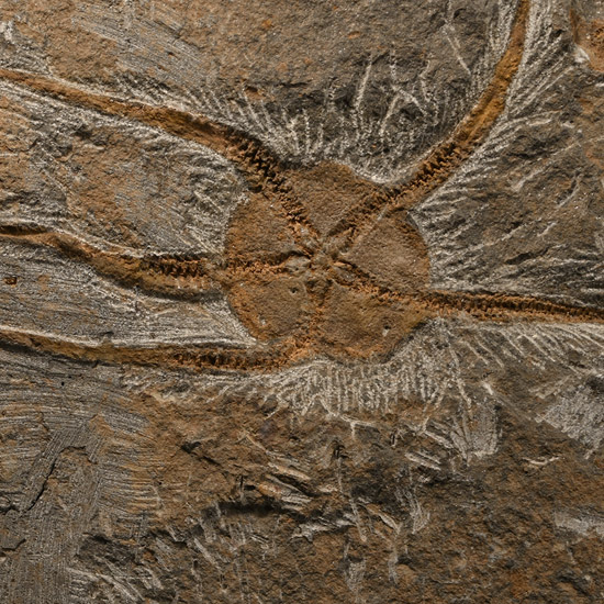 Large Fossil Brittle Star Plate