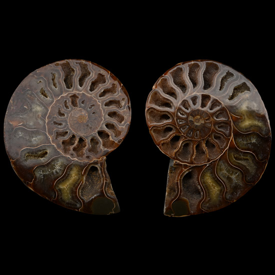Cut and Polished Ammonite Display Pair