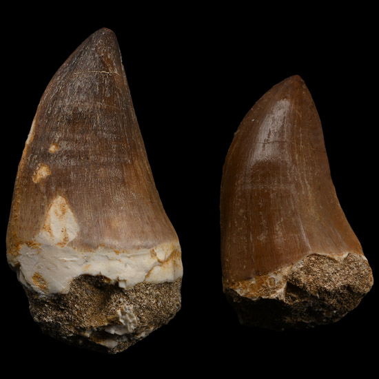 Fossil Mosasaur Marine Dinosaur Teeth