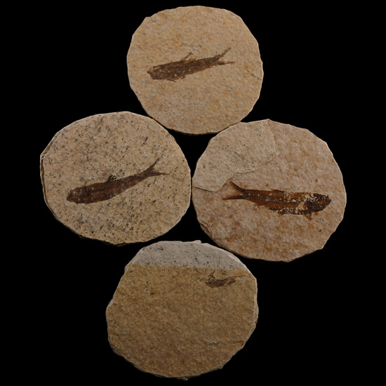 Knightia Fossil Fish Plate Group