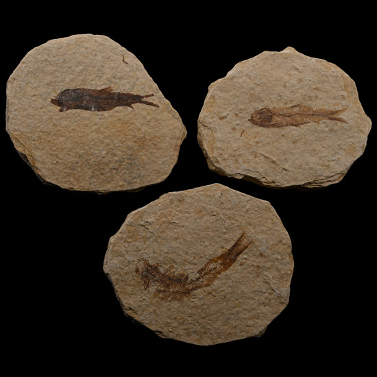 Knightia Fossil Fish Plate Group