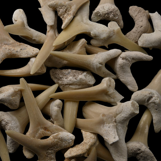 Sand Shark Fossil Tooth Group