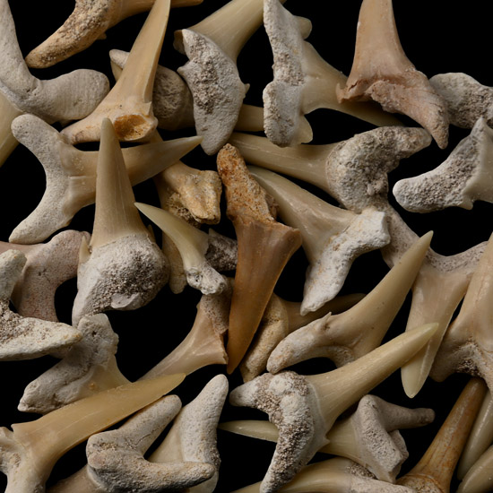 Sand Shark Fossil Tooth Group