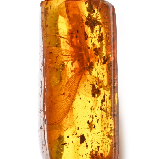 Polished Amber with Crane Fly