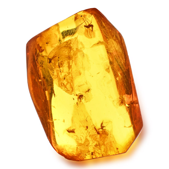 Polished Amber with Midges
