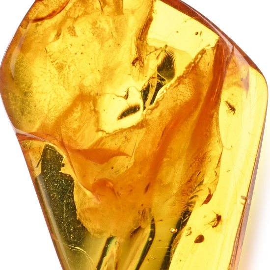 Polished Amber with Midges