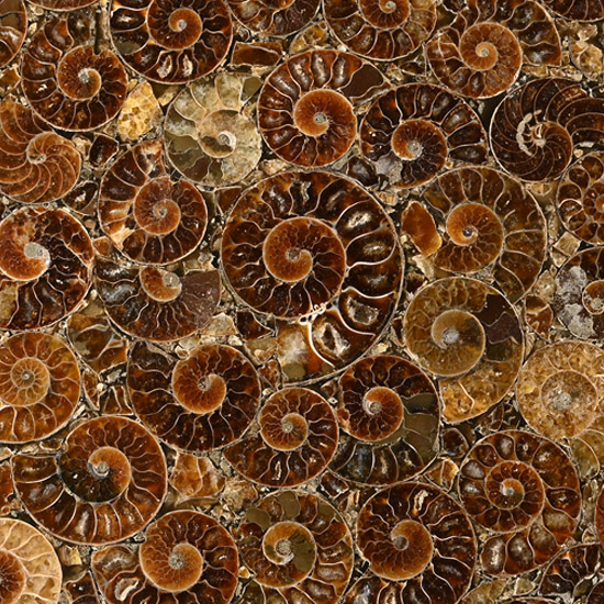 Large Polished Ammonite Platter
