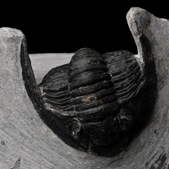 Fossil Cornuproetus Fossil Trilobite on Matrix