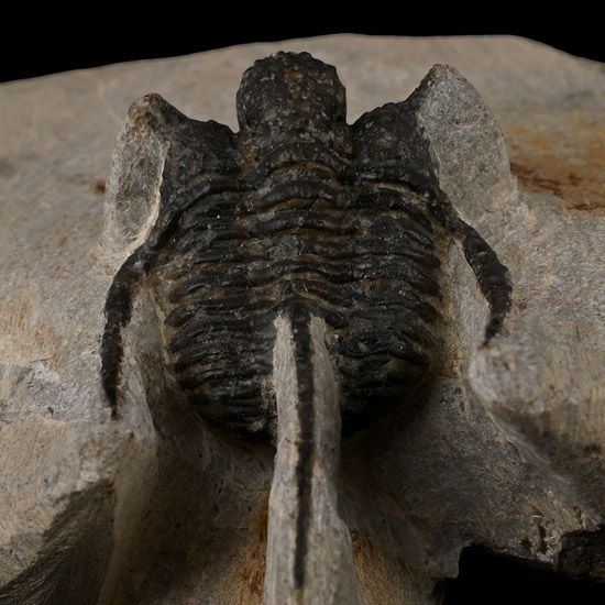 Fossil Otarion Trilobite on Matrix