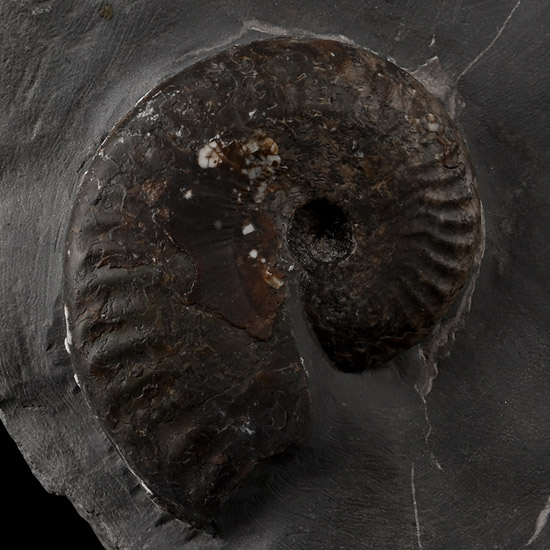 Fossil Ammonite on Matrix
